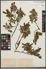 Foto von Salix phylicifolia L.